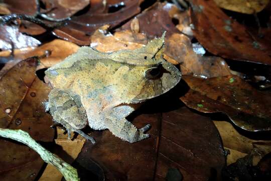 Image of Proceratophrys renalis (Miranda-Ribeiro 1920)