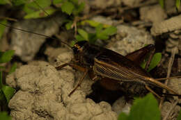 Teleogryllus (Brachyteleogryllus) occipitalis (Serville 1838) resmi