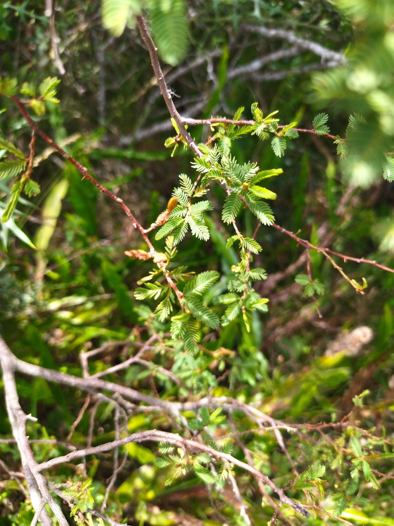 Image of Mimosa ramulosa Benth.