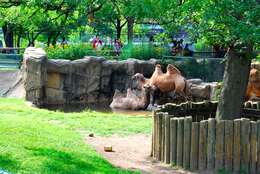 Image of Bactrian camel