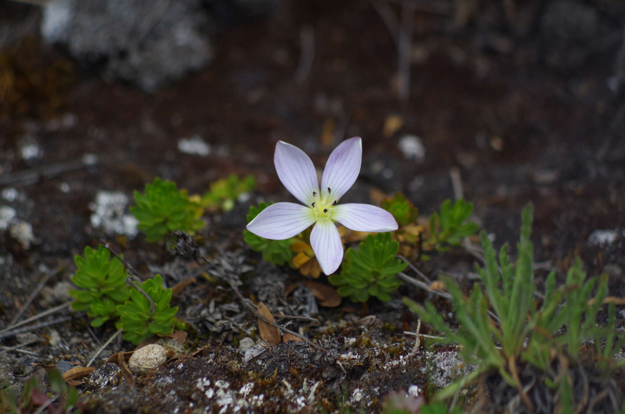 Imagem de Gentianella cerastioides (Kunth) Fabris