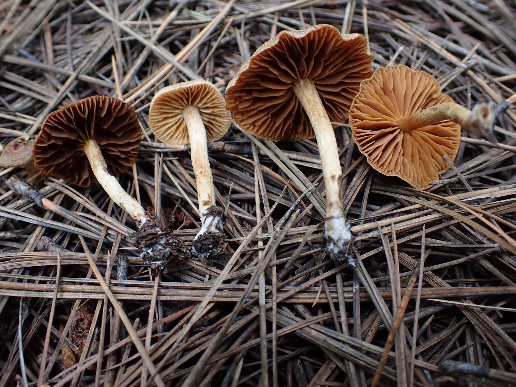 Image of Cortinarius laetus M. M. Moser 1968