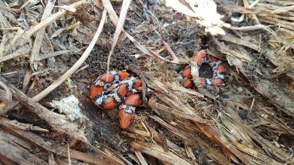 Imagem de Cemophora coccinea copei Jan 1863