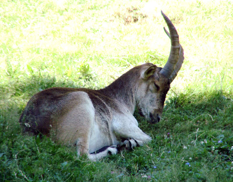 Image of Capra pyrenaica hispanica