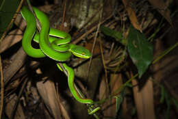 Слика од Trimeresurus albolabris Gray 1842