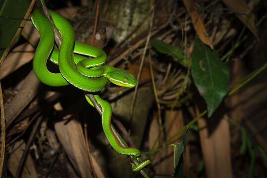 Image of White-lipped Tree Viper