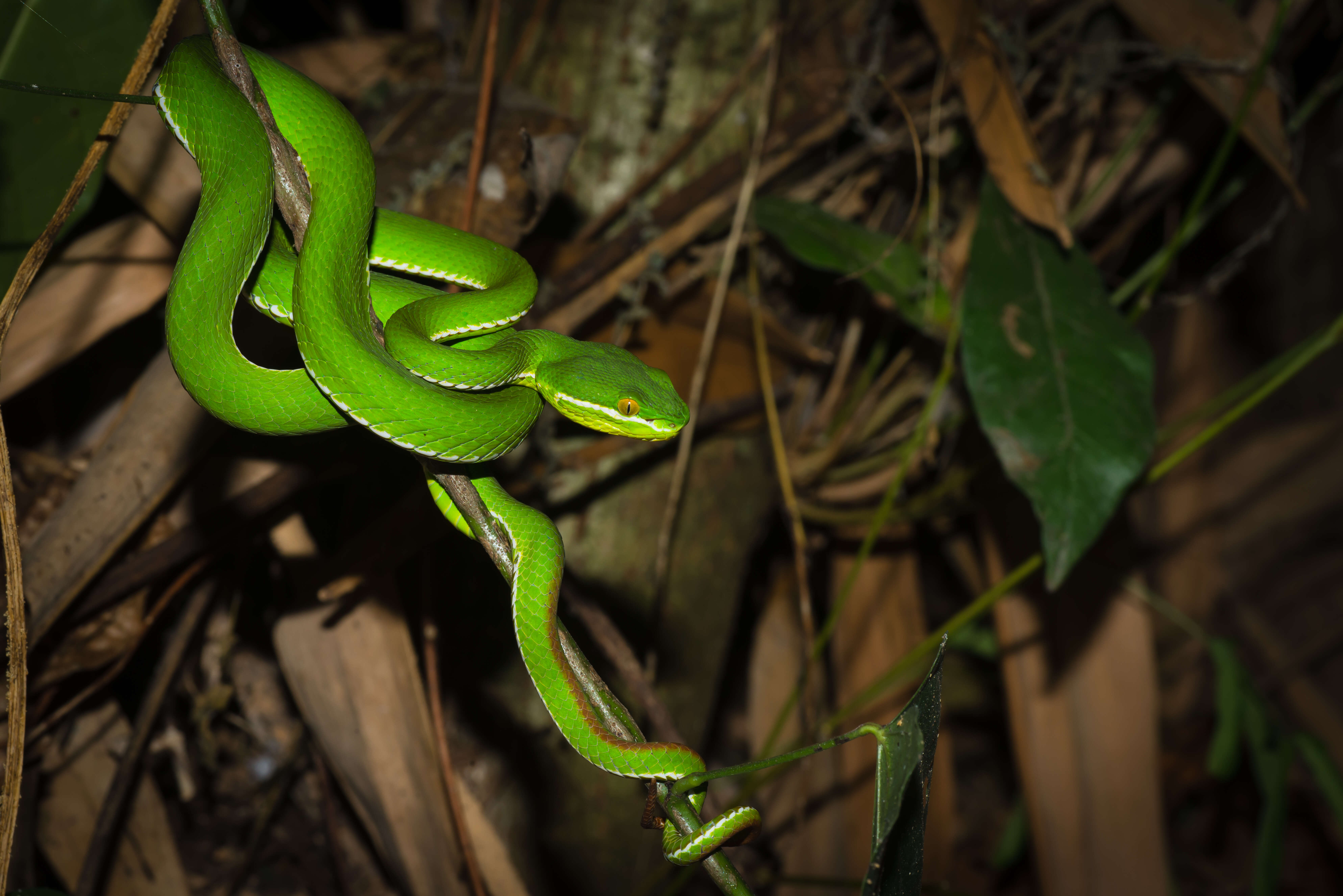 Слика од Trimeresurus albolabris Gray 1842