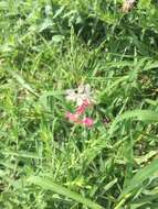 Oenothera hispida (Benth.) W. L. Wagner, Hoch & Zarucchi resmi