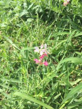 Слика од Oenothera hispida (Benth.) W. L. Wagner, Hoch & Zarucchi