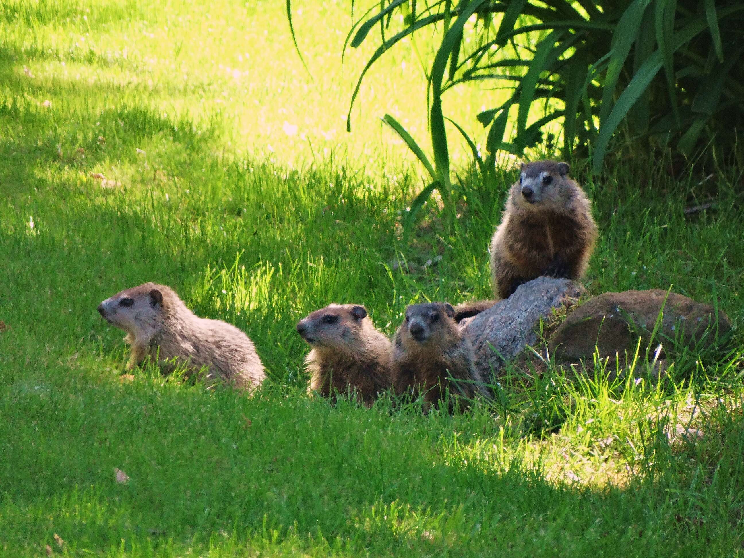 Image of Marmota subgen. Marmota Blumenbach 1779