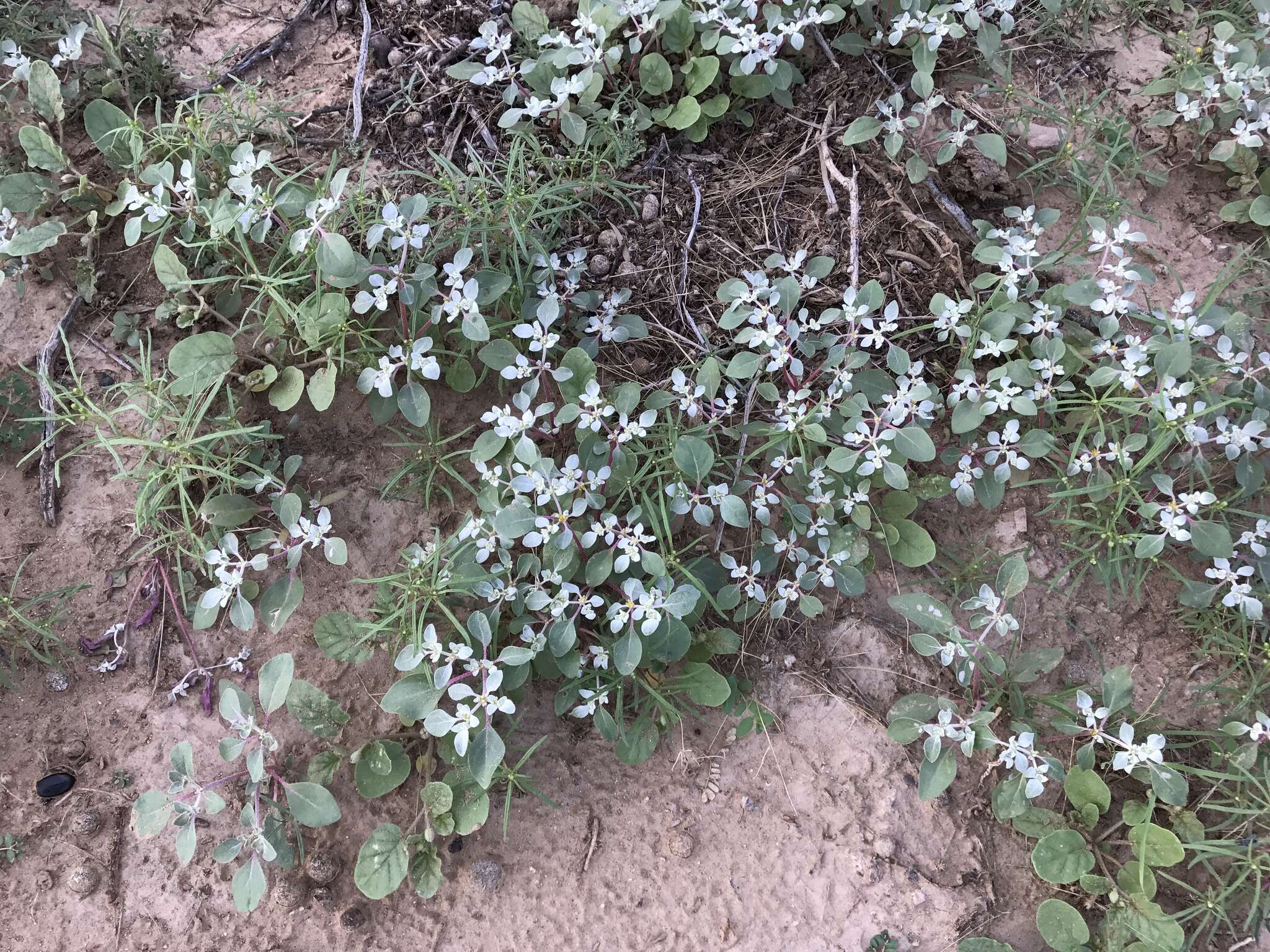 Imagem de Tidestromia lanuginosa (Nutt.) Standl.