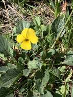 Image of goosefoot violet