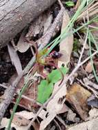 Imagem de Chiloglottis seminuda D. L. Jones