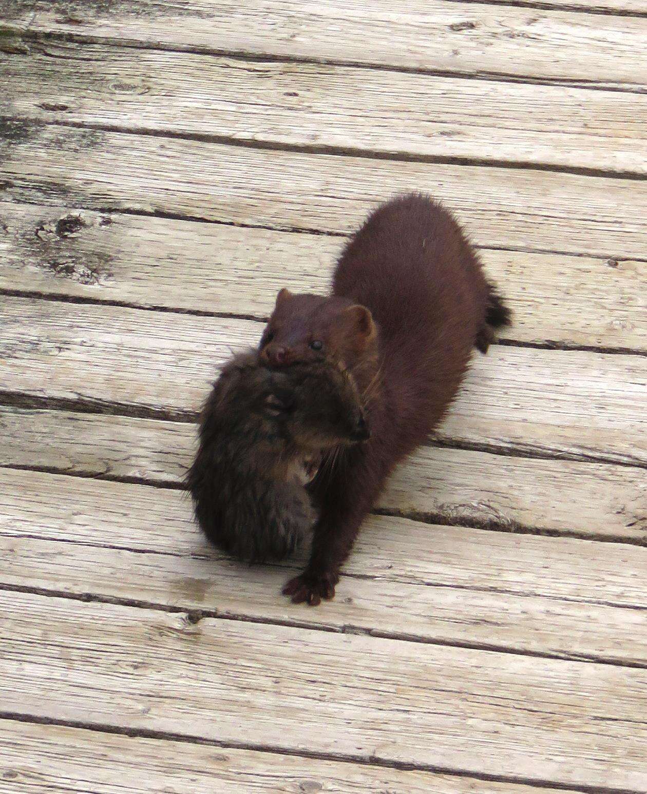 Image of American Mink