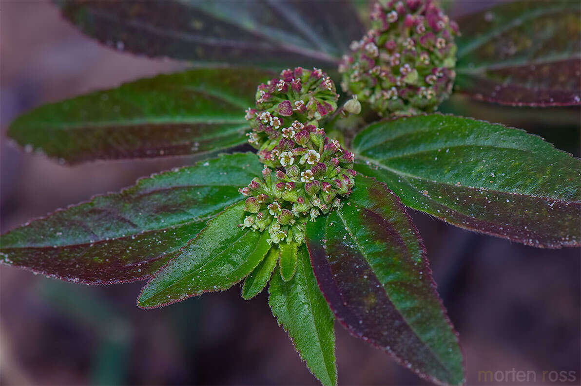 Sivun Euphorbia hirta L. kuva