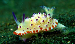 Image of Purple tipped multi-pustuled slug