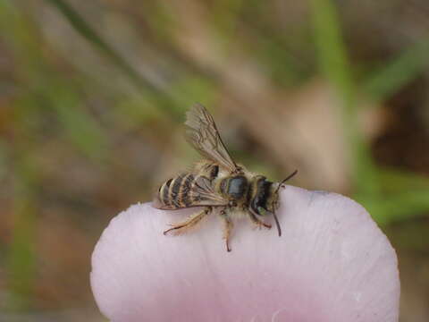 Image of Hesperapis regularis (Cresson 1878)