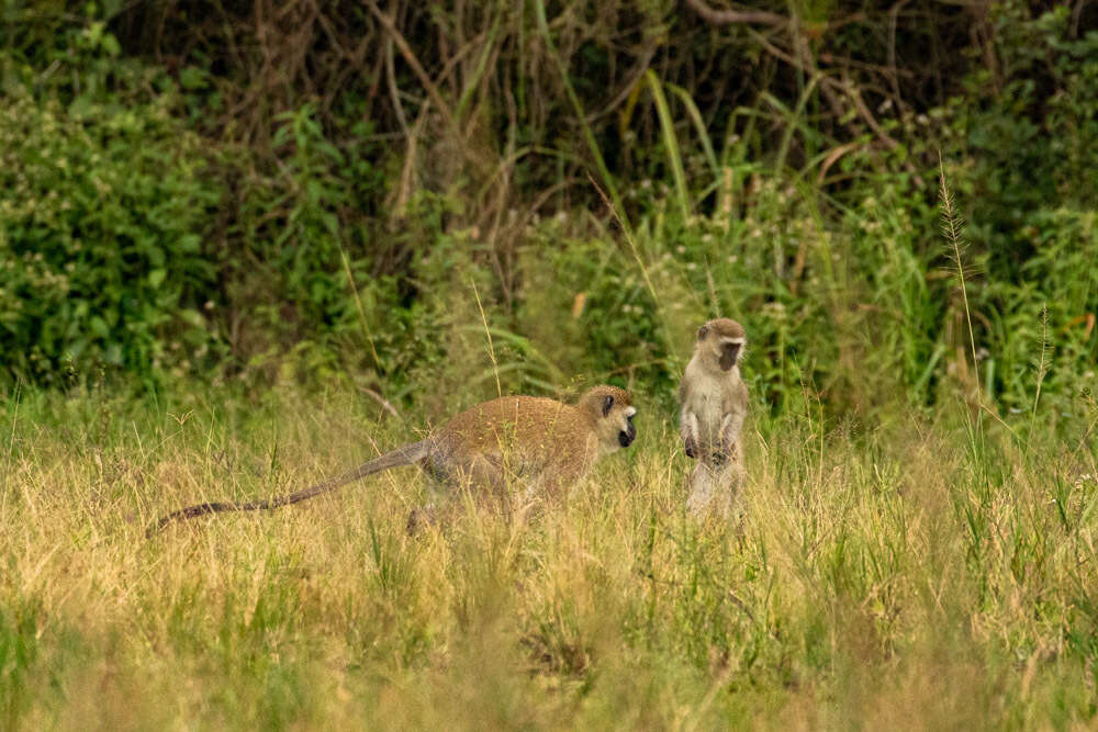 Image of Reddish-green Vervet Monkey