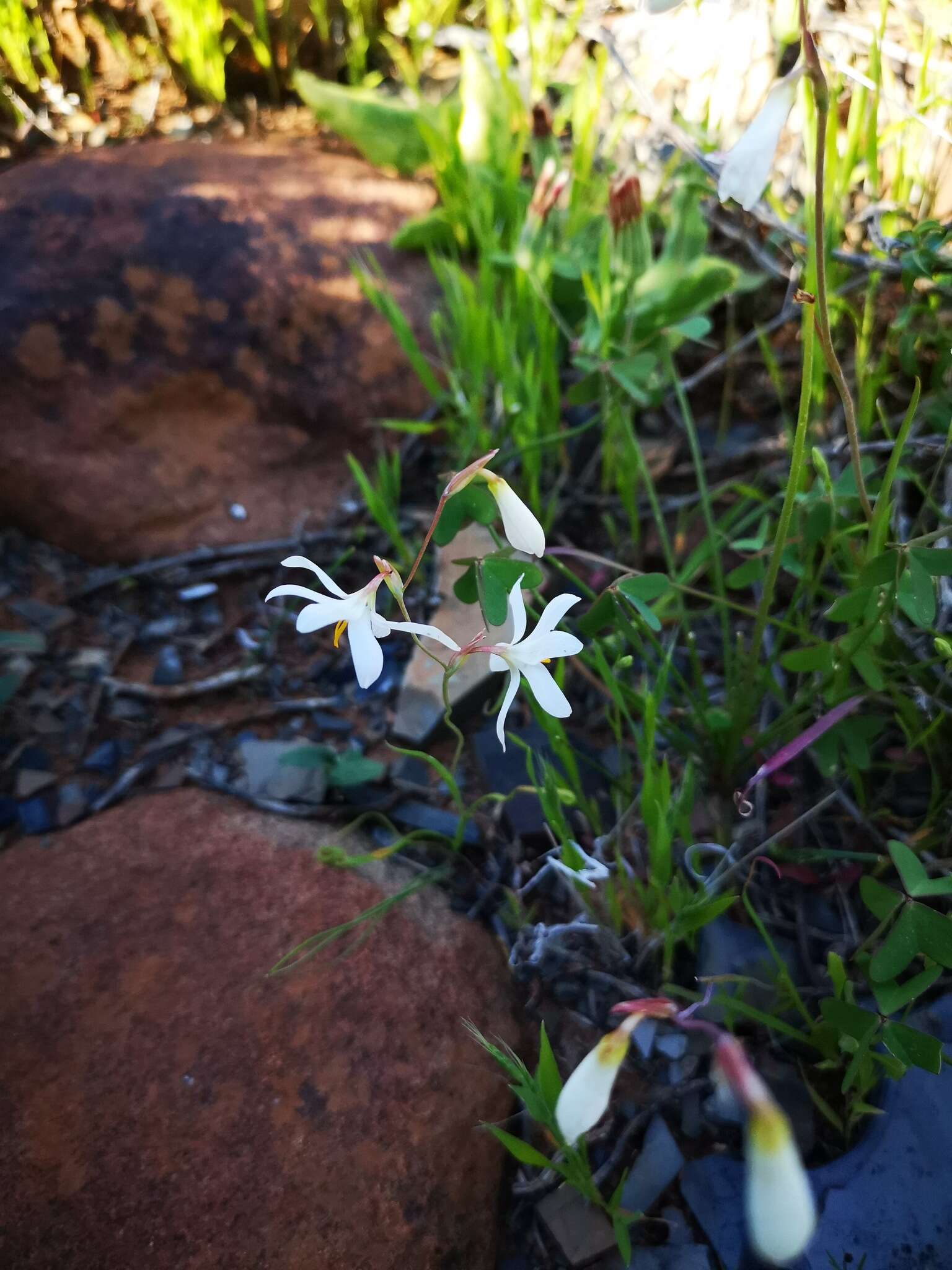 Image of Hesperantha bachmannii Baker