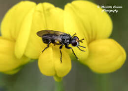 Image of Thecophora atra (Fabricius 1775)