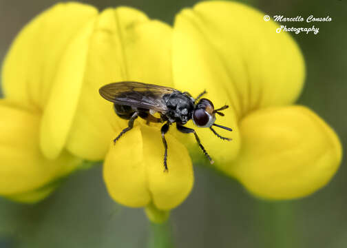 Thecophora atra (Fabricius 1775)的圖片