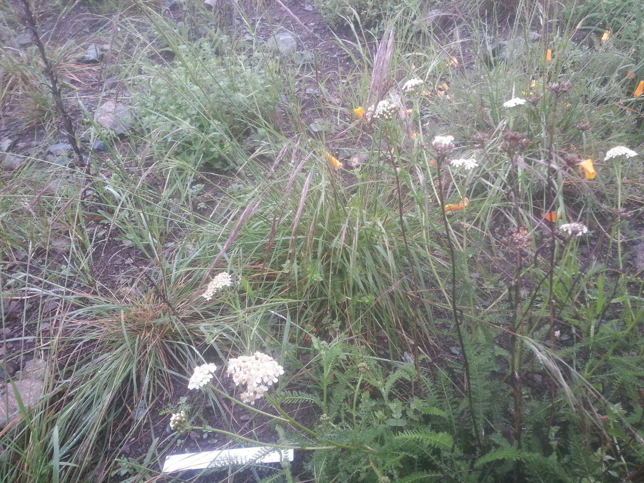 Image of foothill needlegrass