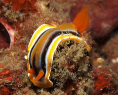 Image of Chromodoris colemani Rudman 1982