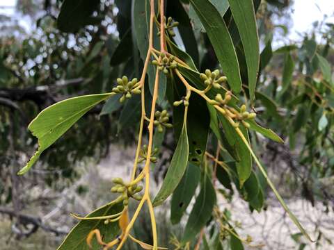 Image of Eucalyptus arenacea J. C. Marginson & P. Y. Ladiges