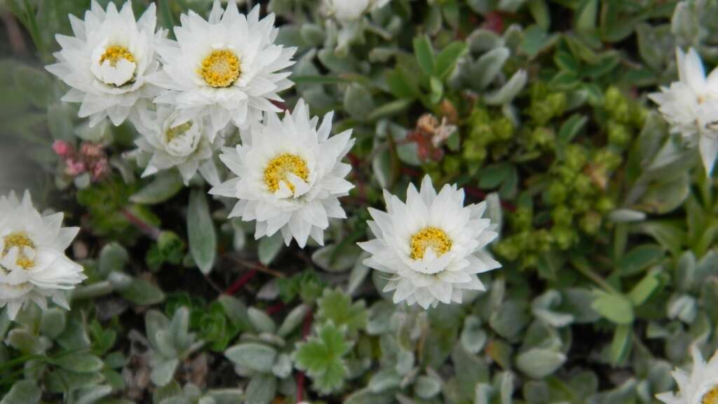 Image of Anaphalis nepalensis var. monocephala (DC.) Hand.-Mazz.