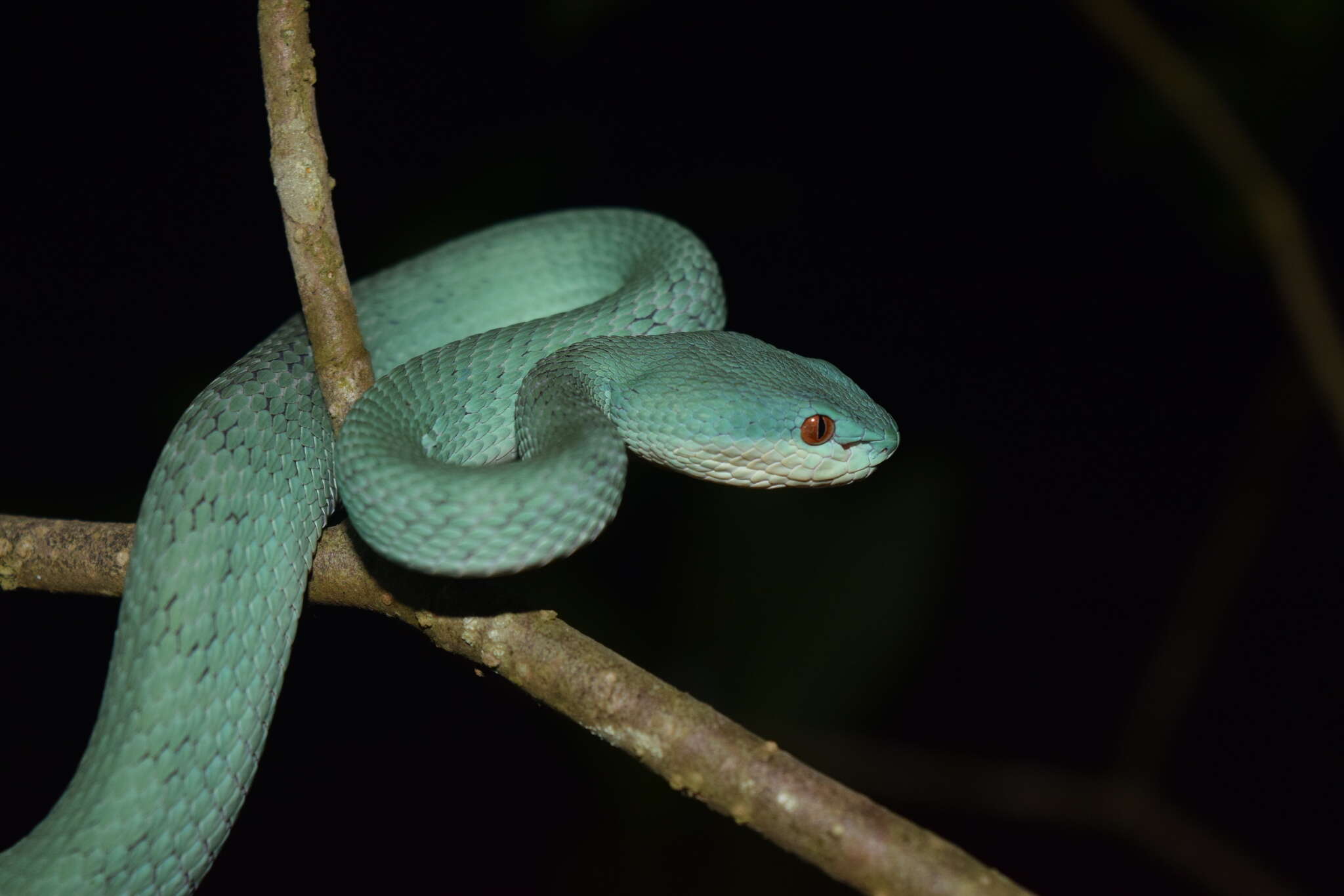 صورة Trimeresurus insularis Kramer 1977