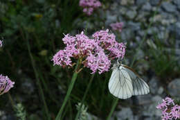 Imagem de Aporia crataegi (Linnaeus 1758)