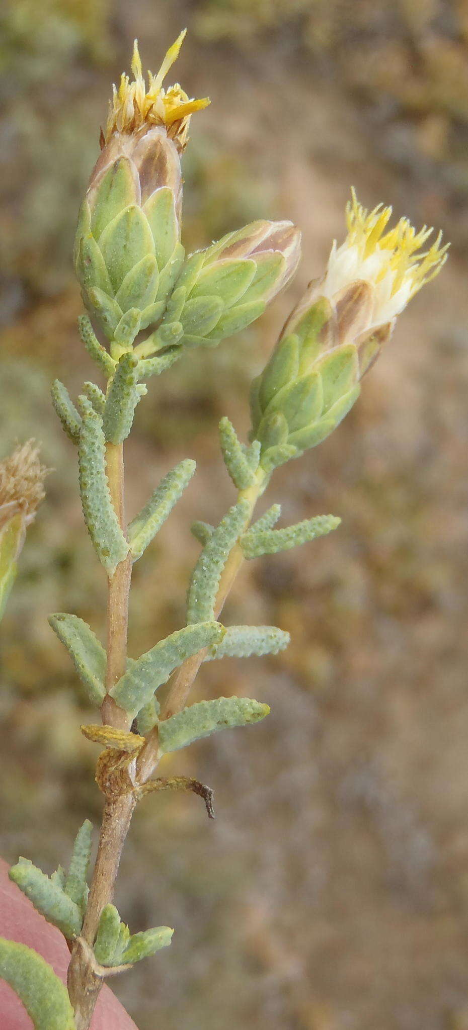 Image of Pteronia succulenta Thunb.