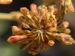 Image of sulphur-flower buckwheat