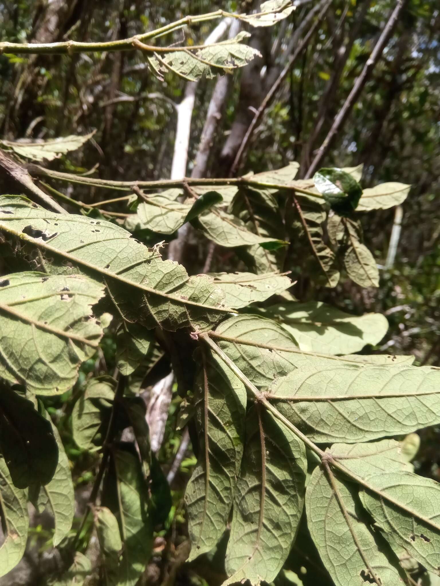 Plancia ëd Colea fusca H. Perrier