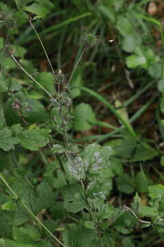 Podosphaera aphanis (Wallr.) U. Braun & S. Takam. 2000 resmi