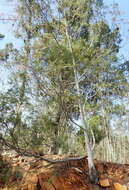 Image of black wattle