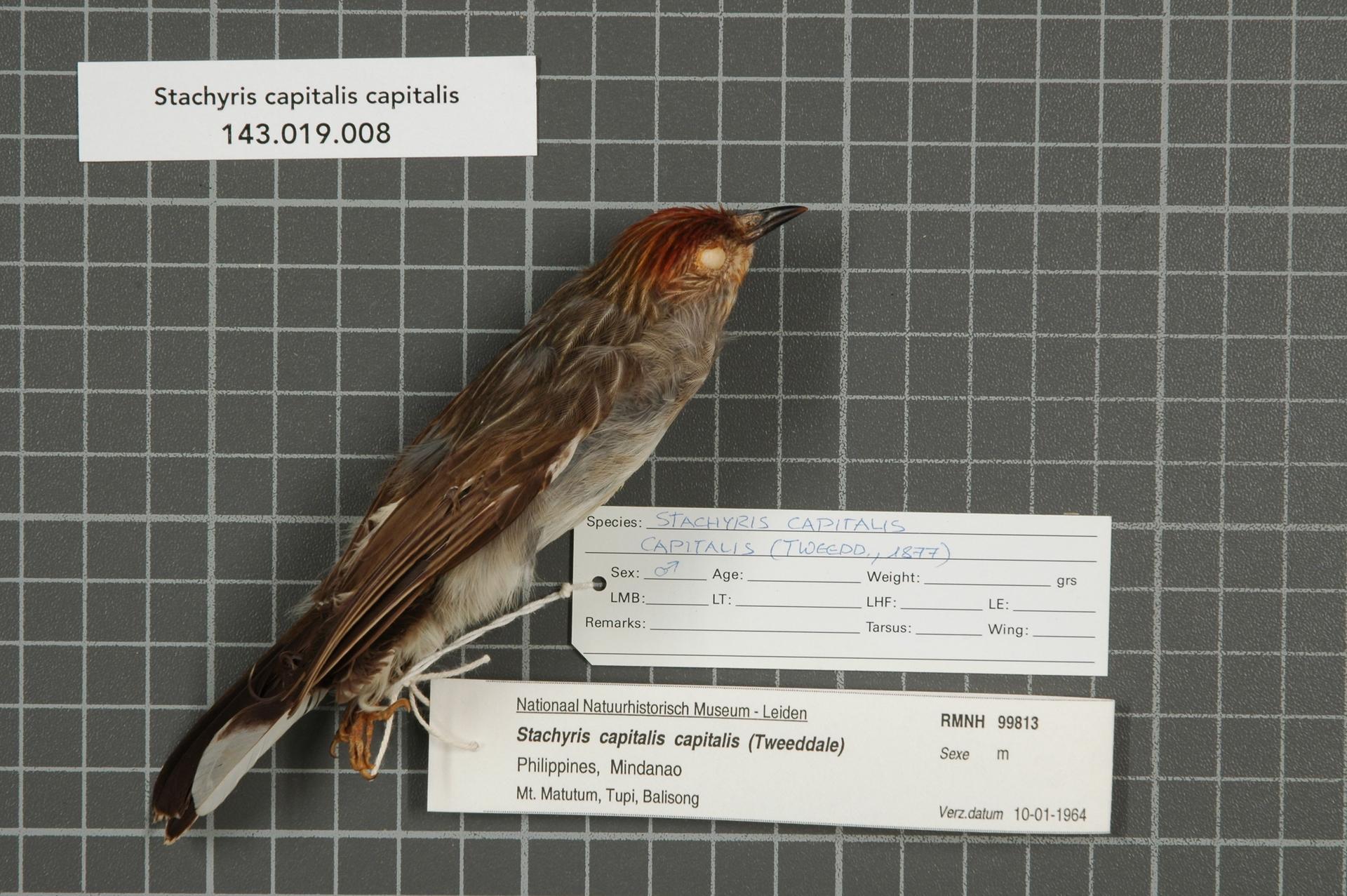 Image of Rusty-crowned Babbler