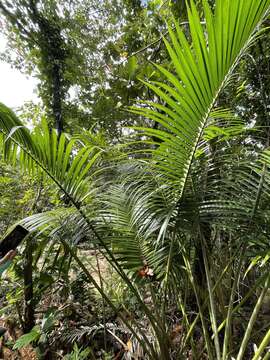 Image of Calamus siphonospathus Mart. ex Walp.