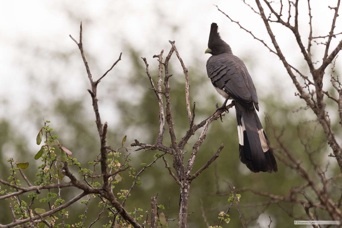 Image of White-bellied Go-away-bird