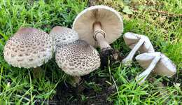 Image of Macrolepiota fuligineosquarrosa Malençon 1979