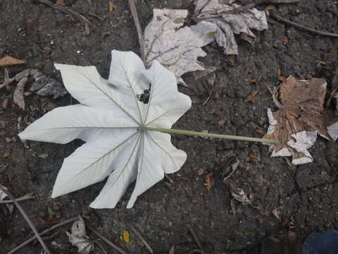 Imagem de Cecropia schreberiana subsp. antillarum (Snethl.) C. C. Berg & P. Franco