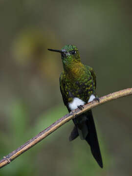 Image of Golden-breasted Puffleg