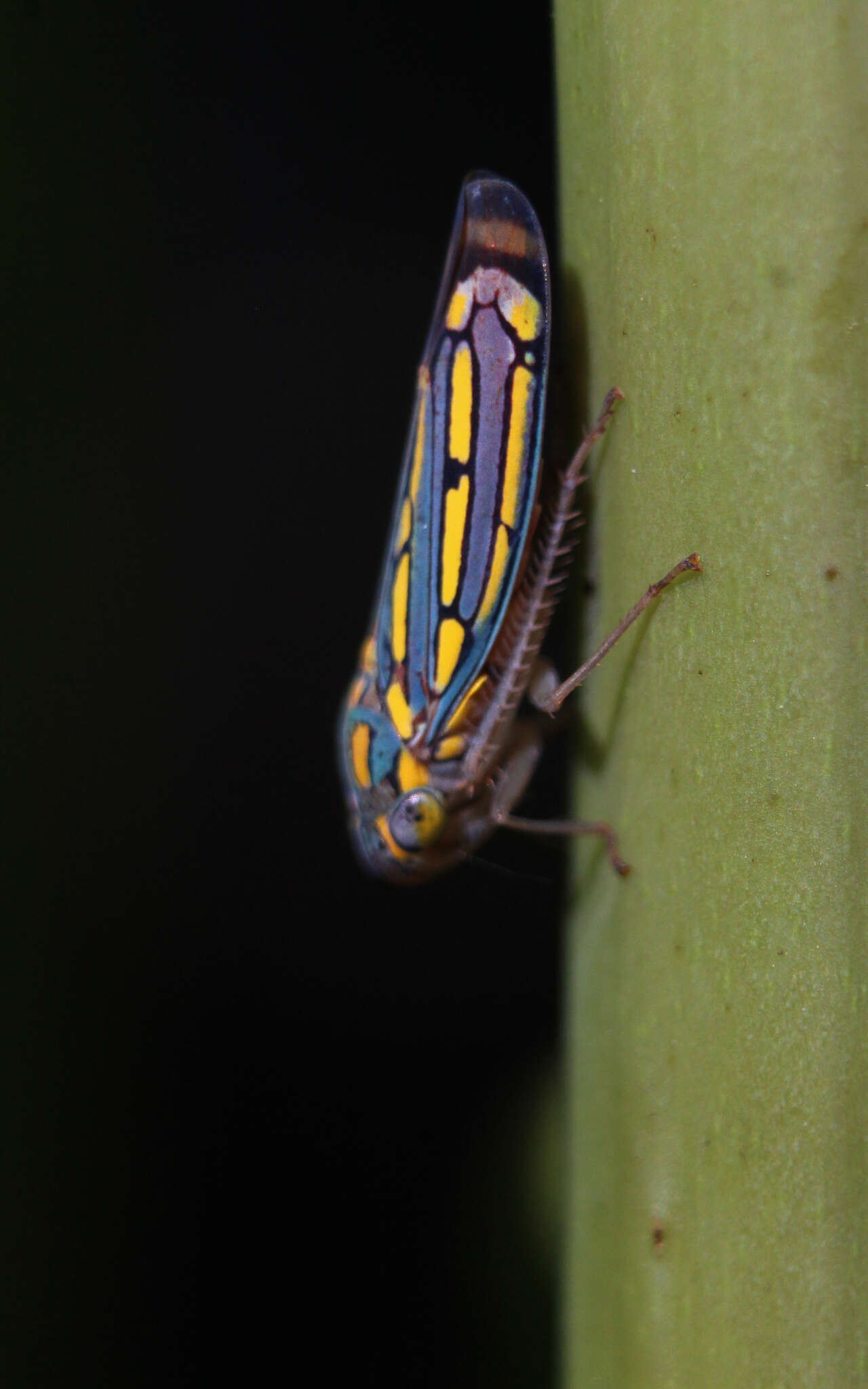 Image of Apogonalia stalii (Signoret 1855)