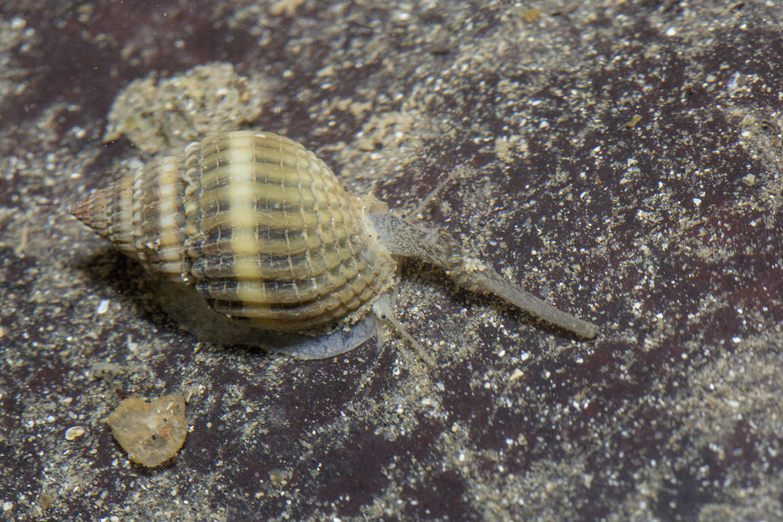 Sivun Nassarius livescens (Philippi 1849) kuva