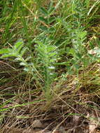 Image of Acaena echinata Nees