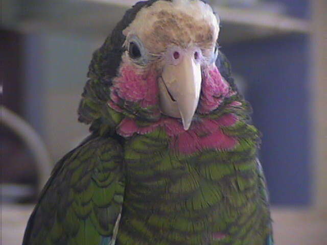 Image of Bahamas Parrot