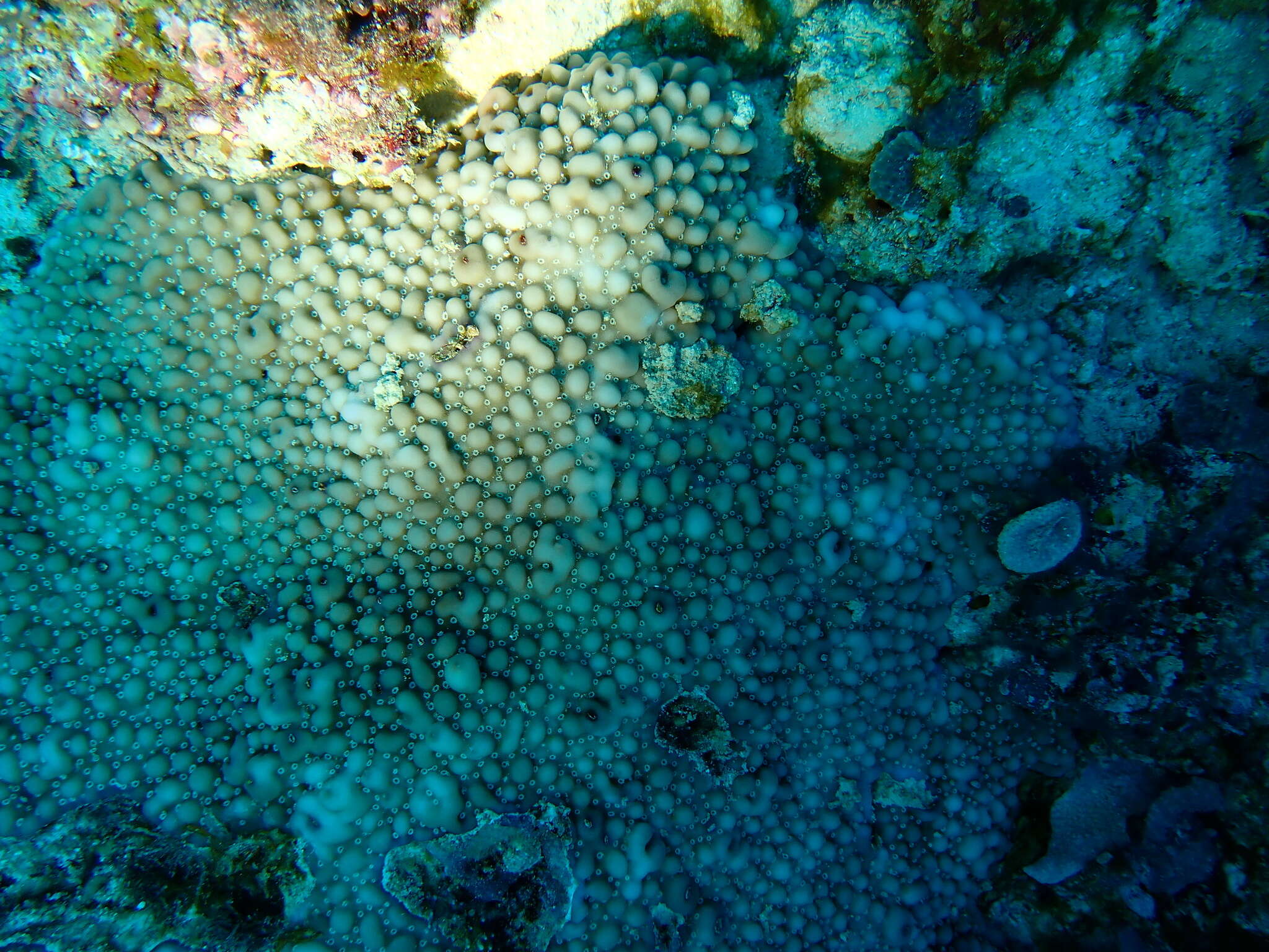 Image of pore coral