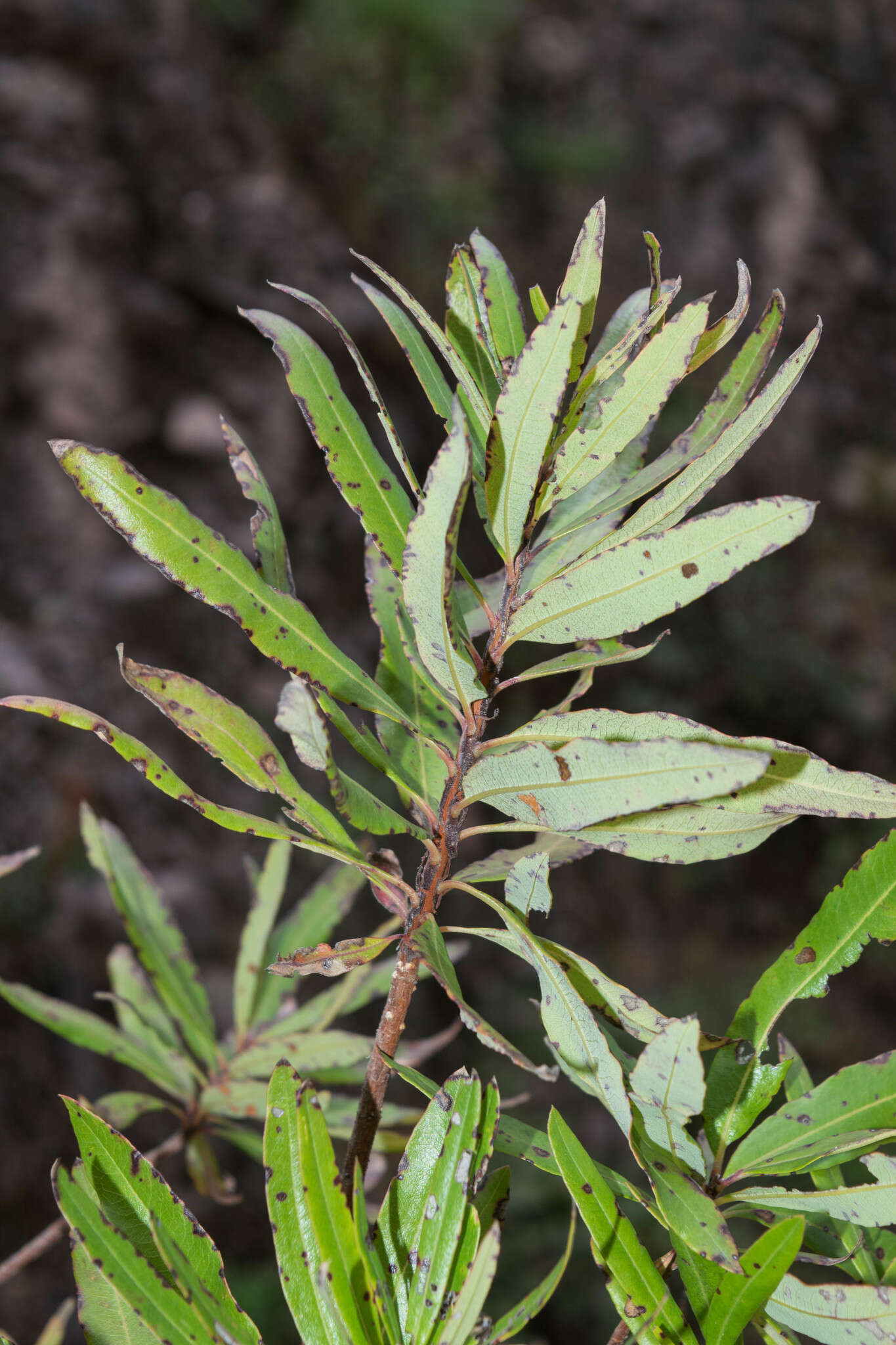 Comarostaphylis glaucescens (Kunth) Zuccarini ex Klotzsch resmi