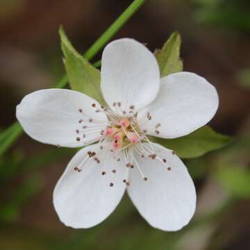 Rubus pedatus Sm. resmi