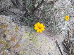 Image of narrowleaf zinnia